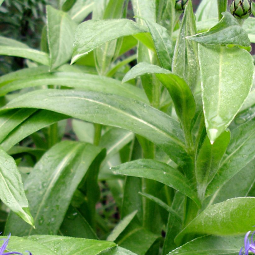 Berg-Flockenblume Coerulea - Centaurea montana (Laub)