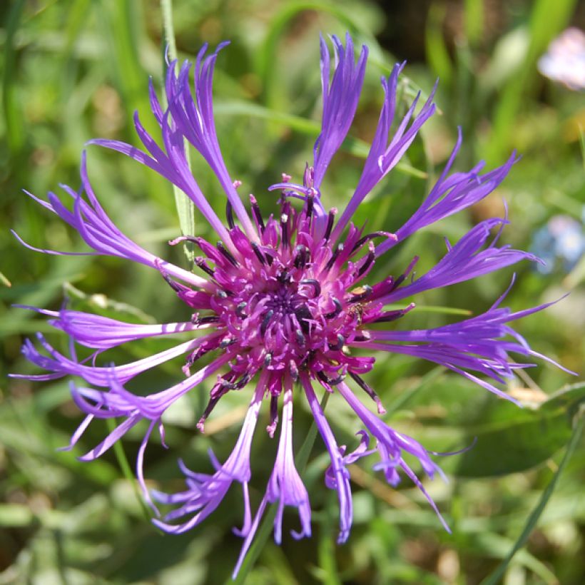 Berg-Flockenblume Coerulea - Centaurea montana (Blüte)