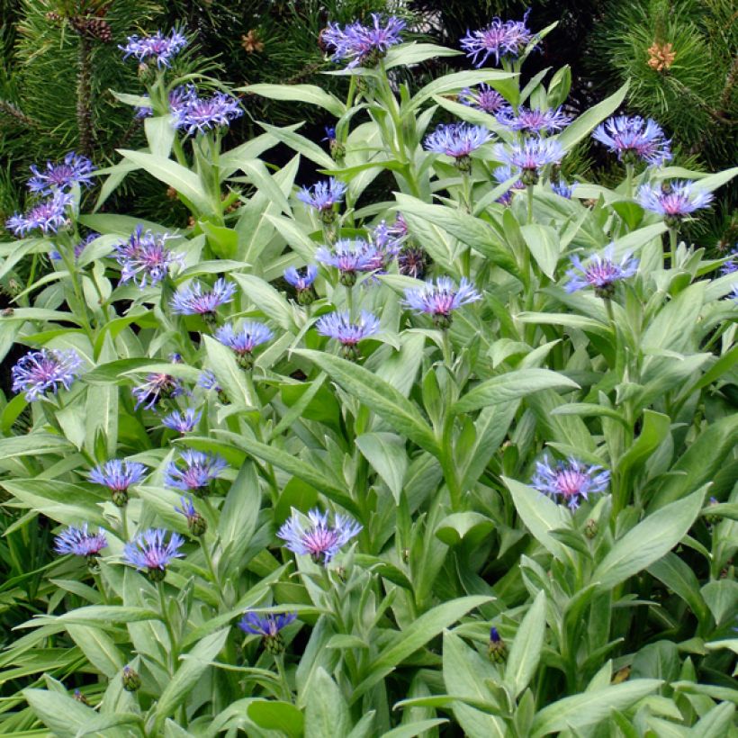 Berg-Flockenblume Coerulea - Centaurea montana (Hafen)