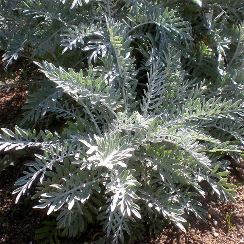 Centaurea pulcherrima - Silber-Flockenblume (Laub)