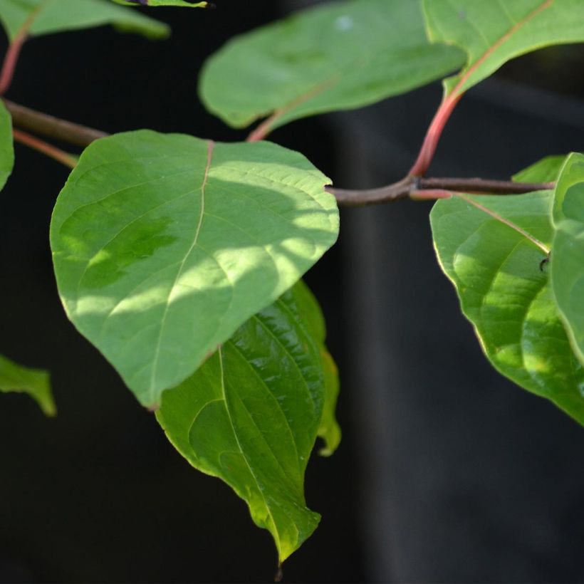 Cephalanthus occidentalis - Knopfbusch (Laub)