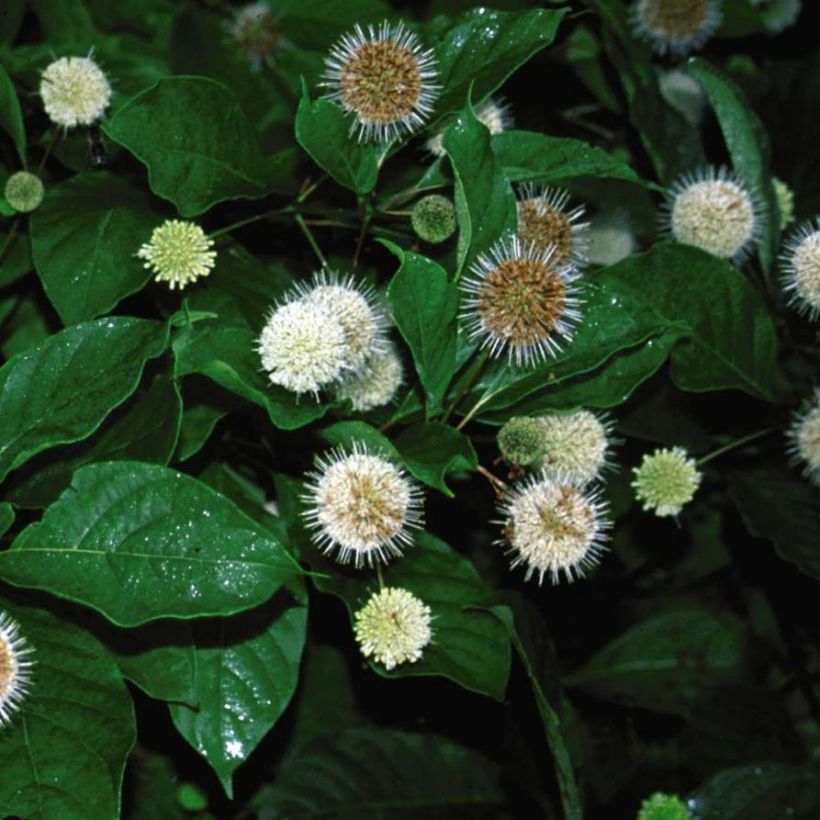 Cephalanthus occidentalis Fiber Optics - Knopfbusch (Blüte)