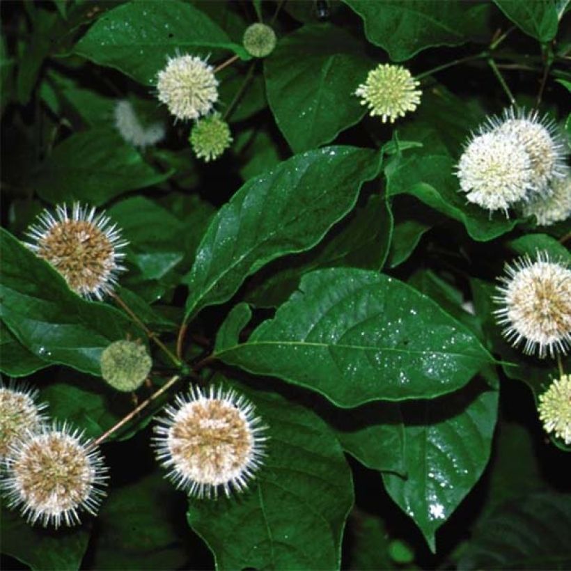 Cephalanthus occidentalis Fiber Optics - Knopfbusch (Laub)