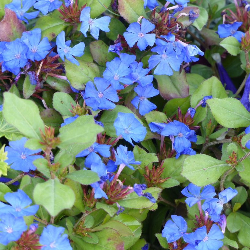 Ceratostigma plumbaginoides - Hornbleiwurz (Blüte)