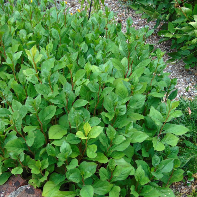 Ceratostigma plumbaginoides - Hornbleiwurz (Hafen)