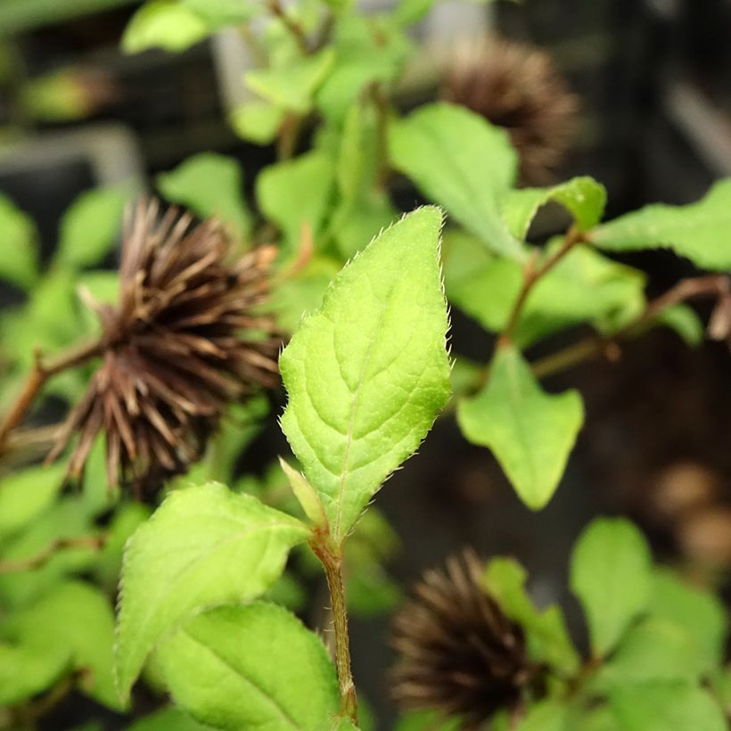 Ceratostigma willmottianum Forest Blue - Hornbleiwurz (Laub)