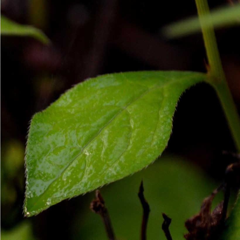 Ceratostigma willmottianum - Hornbleiwurz (Laub)