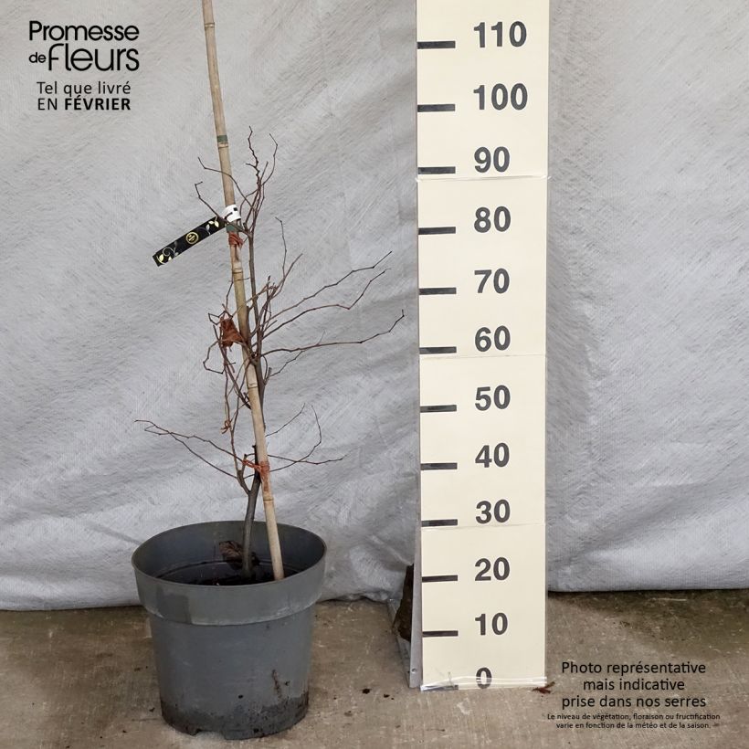 Exemplar von Cercis canadensis Eternal Flame - Gainier du Canada Pot de 16.5L wie im Winter geliefert