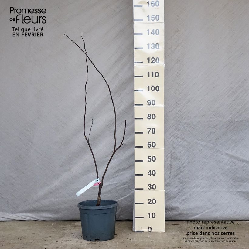 Exemplar von Cercis canadensis Forest Pansy en pot de 10L. wie im Winter geliefert