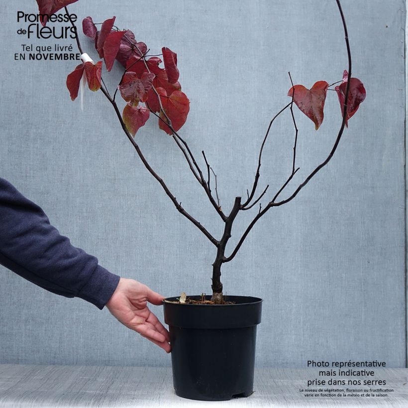 Exemplar von Cercis canadensis Forest Pansy en pot de 4L/5L wie im Herbst geliefert