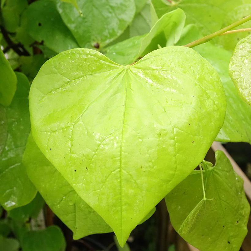 Kanadischer Judasbaum Golden Falls - Cercis canadensis (Laub)