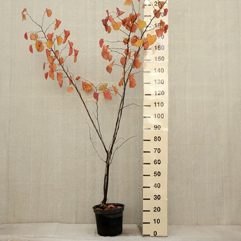 Exemplar von Cercis canadensis Merlot - Gainier du Canada  Pot de 6L/7L wie im Herbst geliefert