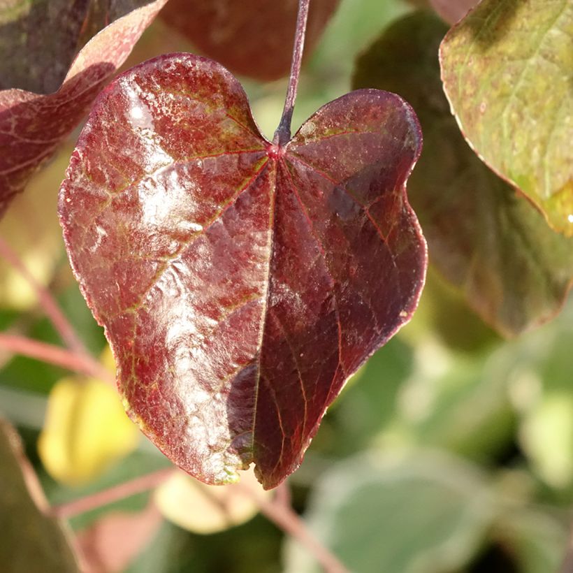 Kanadischer Judasbaum Merlot - Cercis canadensis (Laub)