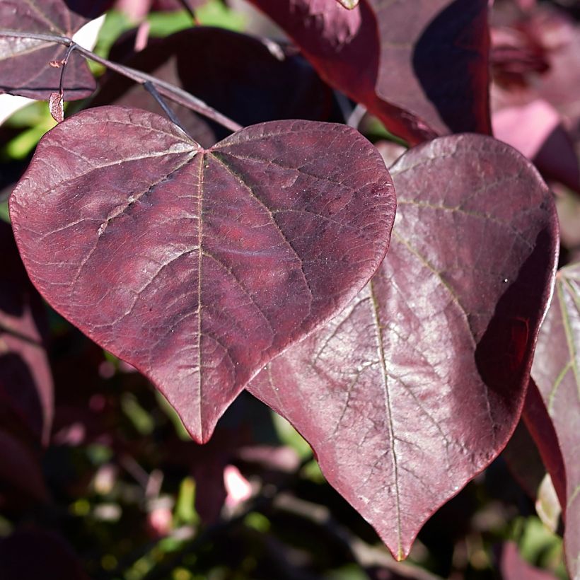 Kanadischer Judasbaum Red Force - Cercis canadensis (Laub)