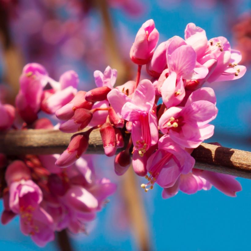 Kanadischer Judasbaum Red Force - Cercis canadensis (Blüte)