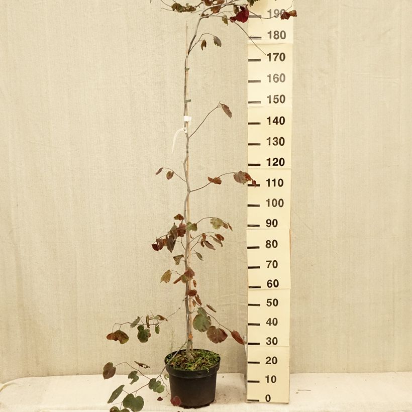 Exemplar von Kanadischer Judasbaum Ruby Falls - Cercis canadensis Topf mit 7,5L/10LGelieferte Höhe ca. 100/125cm wie im Sommer geliefert