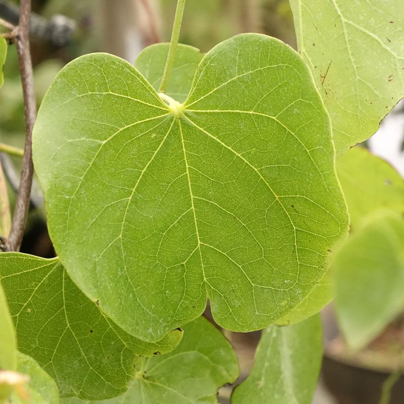 Kanadischer Judasbaum Texas White - Cercis canadensis (Laub)