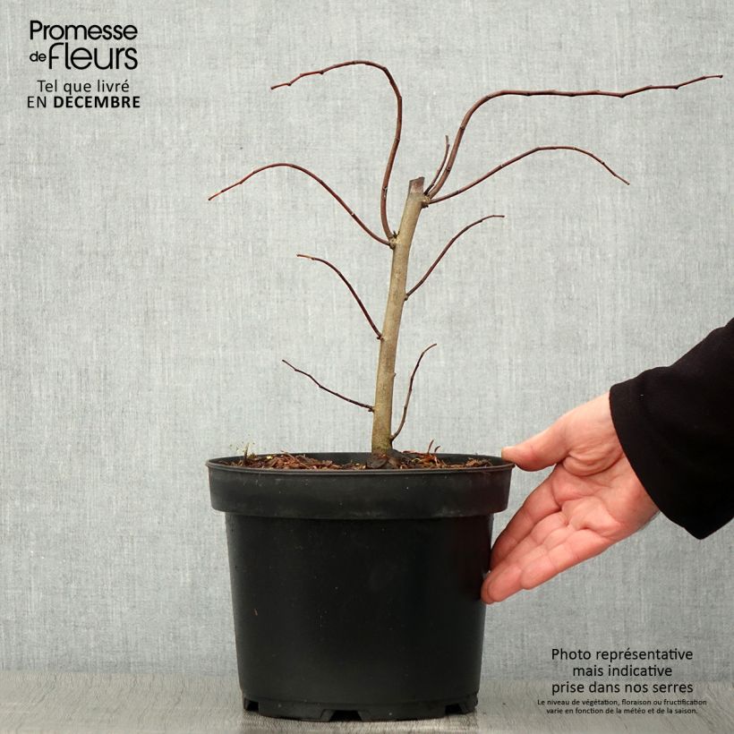 Exemplar von Cercis canadensis The Rising Sun - Gainier du Canada Pot de 4L/5L wie im Herbst geliefert