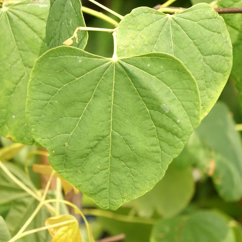 Kanadischer Judasbaum The Rising Sun - Cercis canadensis (Laub)