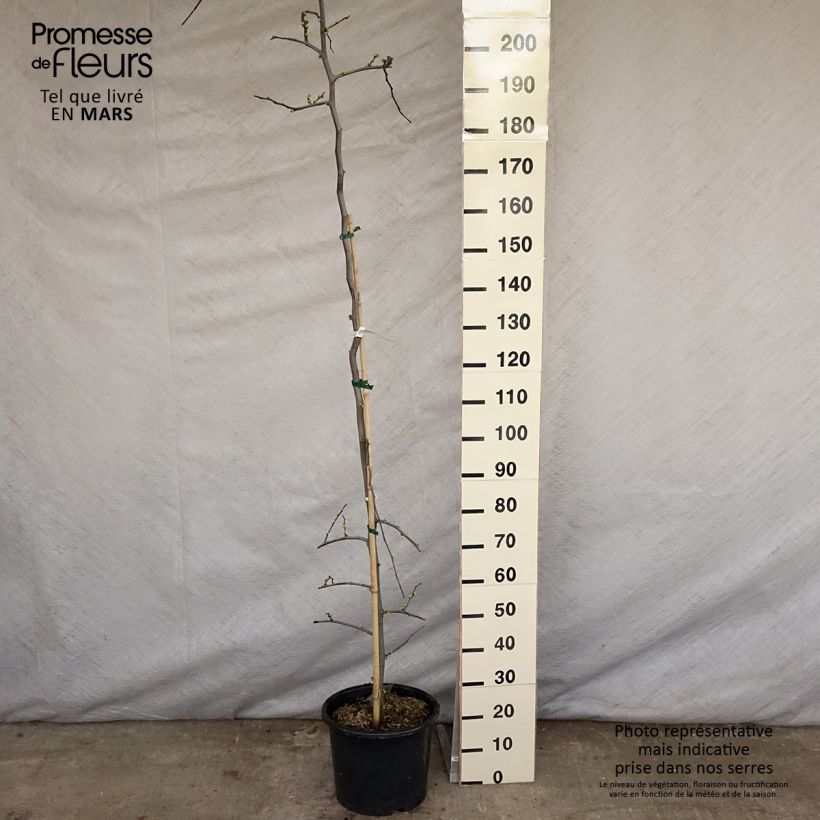 Exemplar von Kanadischer Judasbaum Vanilla Twist - Cercis canadensis Topf mit 7,5L/10LGelieferte Höhe ca. 200/+cm wie im Frühjahr geliefert