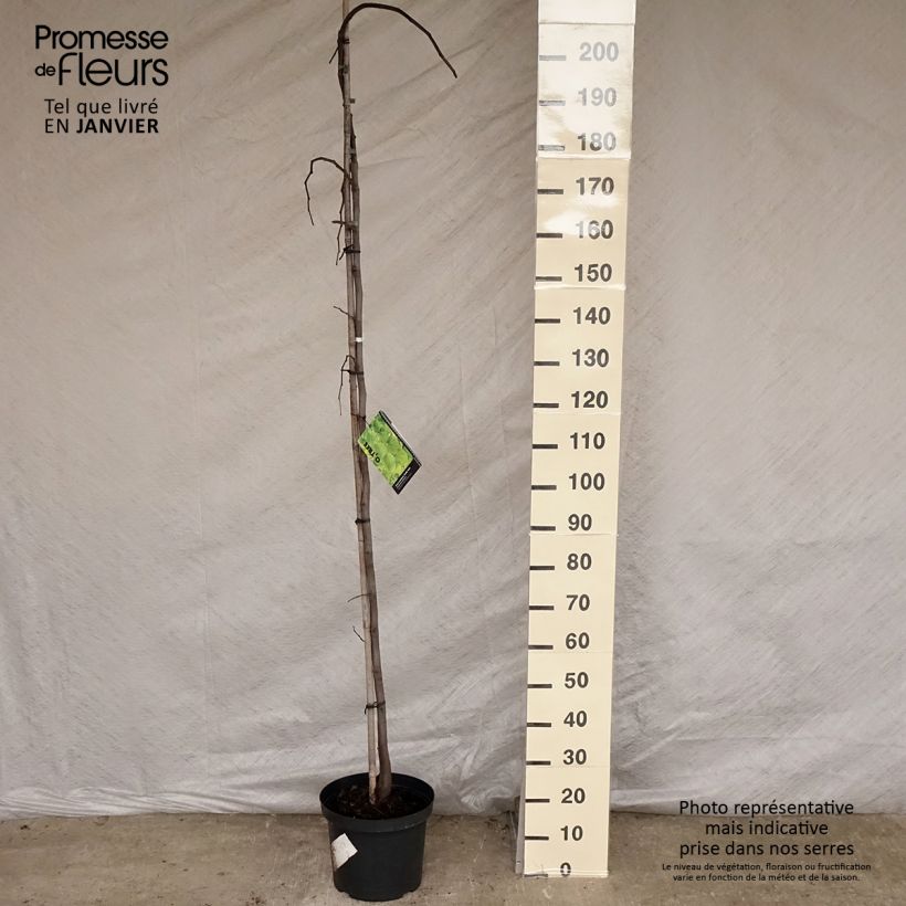 Exemplar von Cercis canadensis Vanilla Twist - Gainier du Canada pleureur blanc en pot de 7,5L/10L Demie-tige wie im Winter geliefert