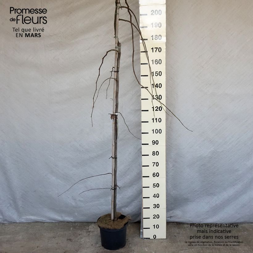 Exemplar von Kanadischer Judasbaum Vanilla Twist - Cercis canadensis Topf mit 7,5L/10LGelieferte Höhe ca. 100/+cm wie im Frühjahr geliefert