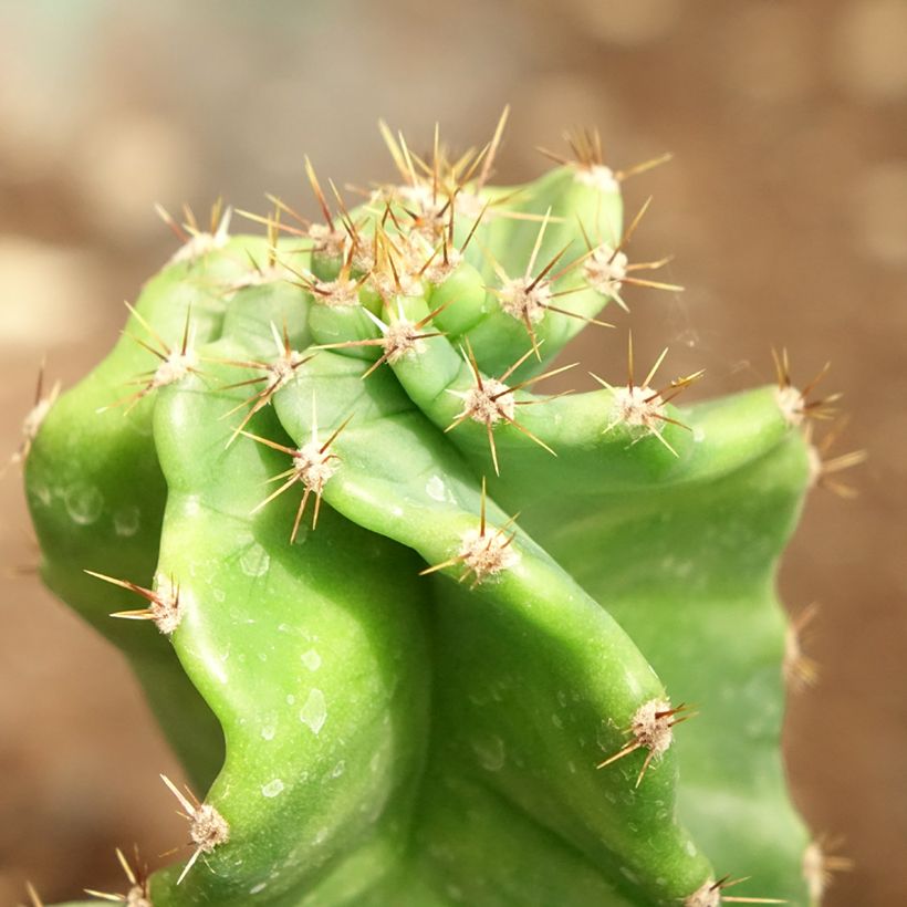 Cereus forbesii Spiralis - Säulenkaktus (Laub)