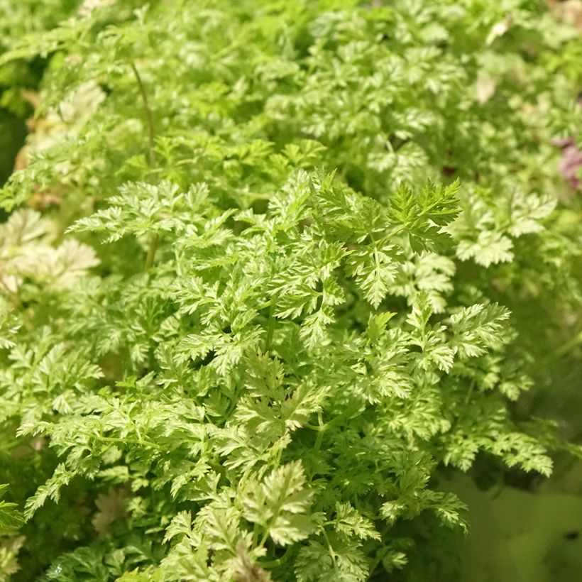 Garten-Kerbel Pflanzen - Anthriscus cerefolium (Laub)