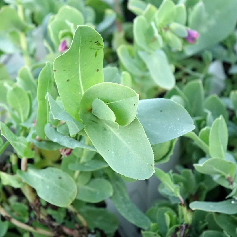 Cerinthe glabra - Alpen-Wachsblume (Laub)