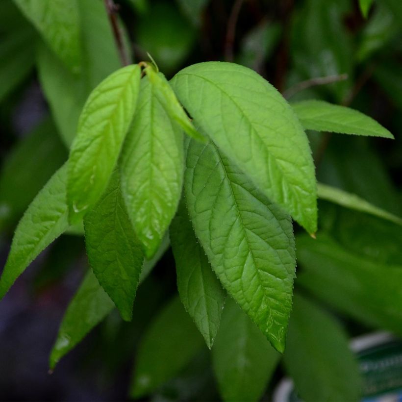 Drüsen-Kirsche Alba Plena - Prunus glandulosa (Laub)