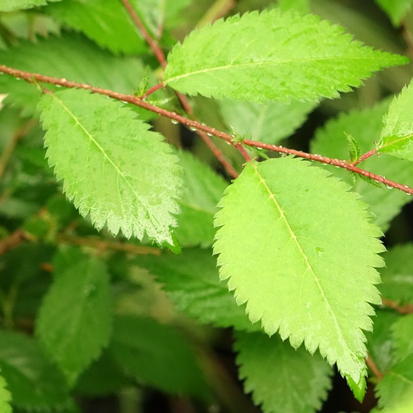 Fuji-Kirsche Mikinori - Prunus incisa (Laub)