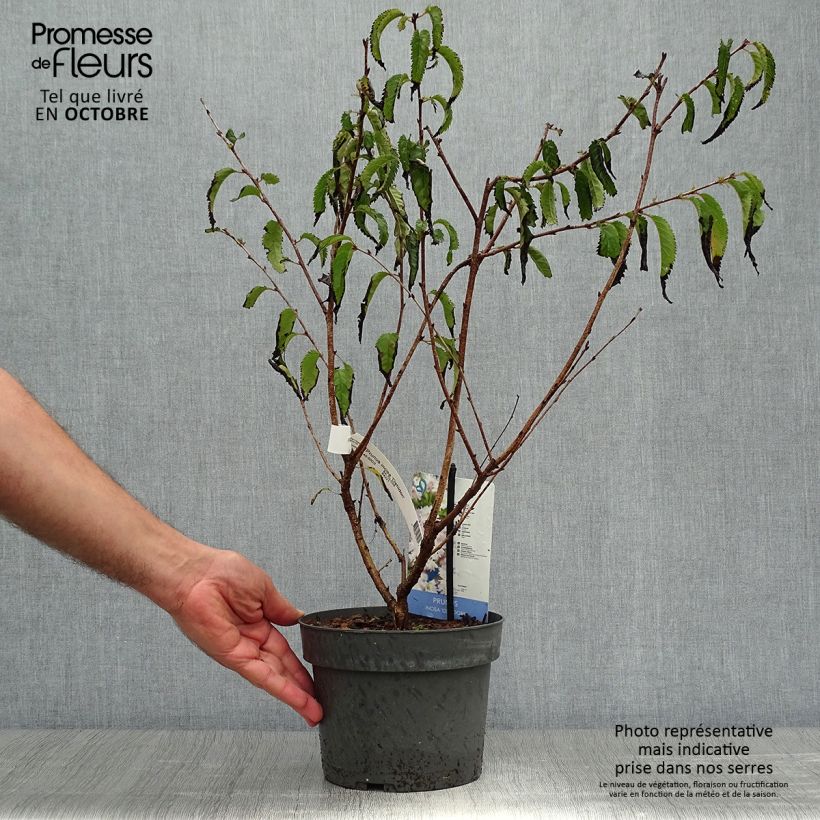 Exemplar von Cerisier à fleurs du Japon nain - Prunus incisa Oshidori Pot de 2L/3L wie im Herbst geliefert