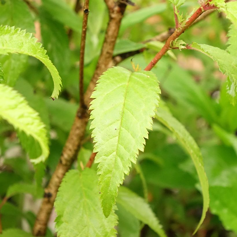 Fuji-Kirsche Oshidori - Prunus incisa (Laub)