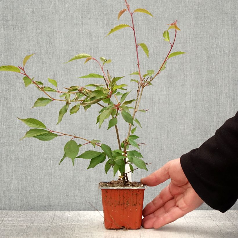 Exemplar von Cerisier à fleurs du Japon nain - Prunus incisa Paean - Godet de 8/9 cm wie im Frühjahr geliefert