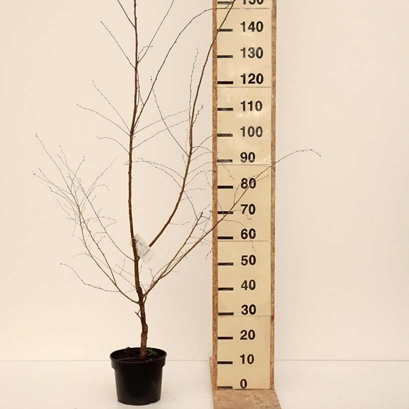 Exemplar von Zierkirsche Hally Jolivette - Prunus x subhirtella Topf mit 4L/5LGelieferte Höhe ca. 180/200cm wie im Winter geliefert