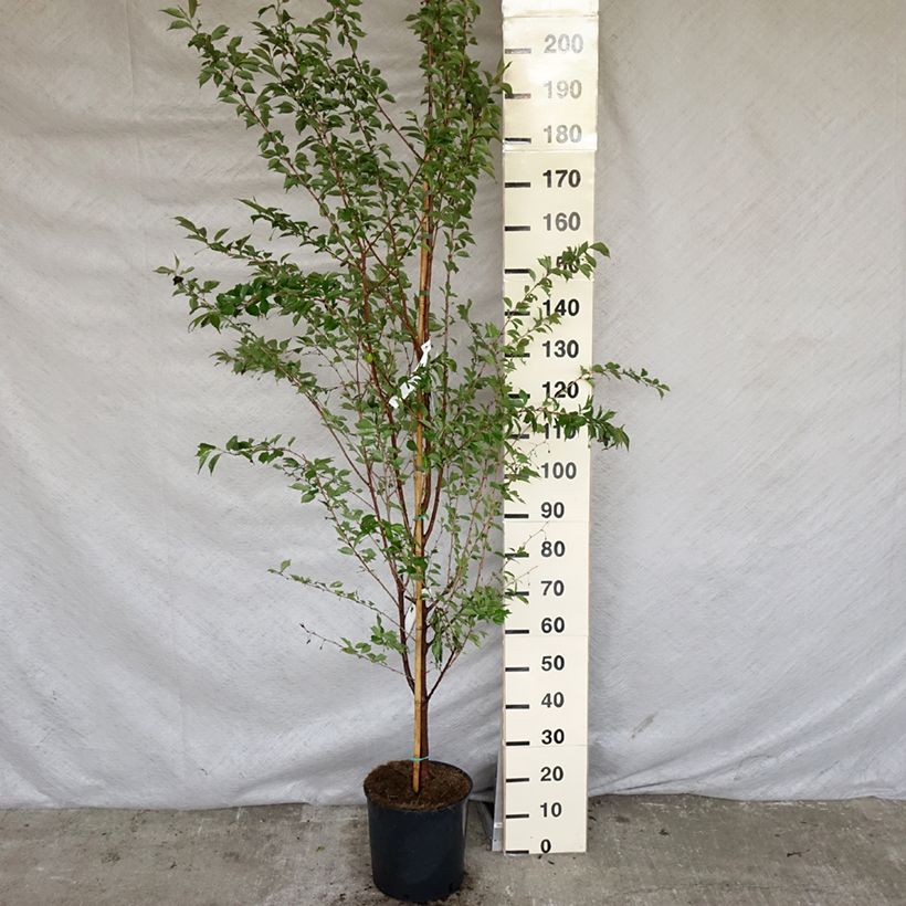 Exemplar von Zierkirsche Pandora - Prunus Topf mit 12L/15LGelieferte Höhe ca. 220cm wie im Frühjahr geliefert