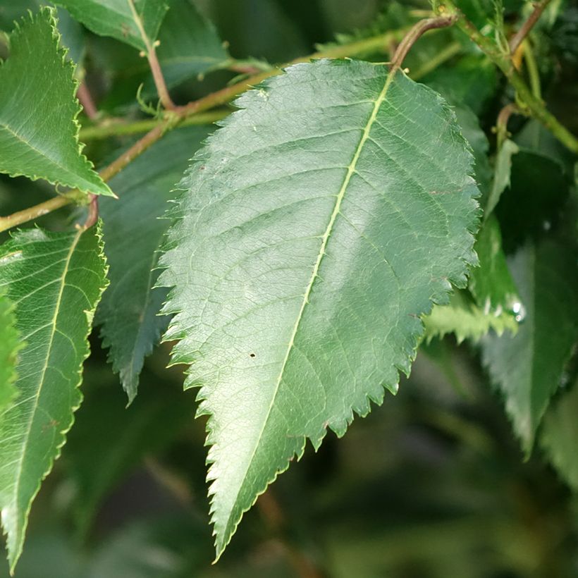 Zierkirsche Pandora - Prunus (Laub)