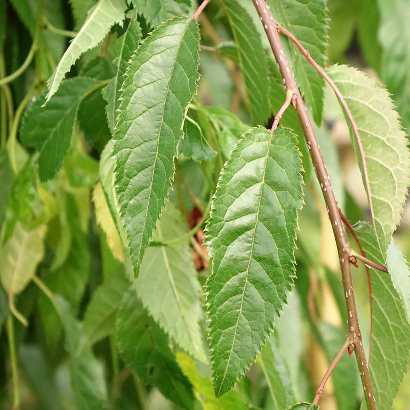 Zierkirsche Kiku-Shidare-Zakura - Prunus serrulata (Laub)