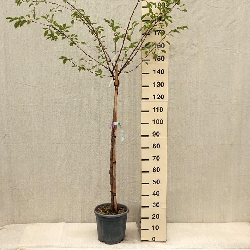 Exemplar von Zierkirsche Shirofugen - Prunus serrulata Topf mit 12L/15LGelieferte Höhe ca. 150/175cm wie im Sommer geliefert