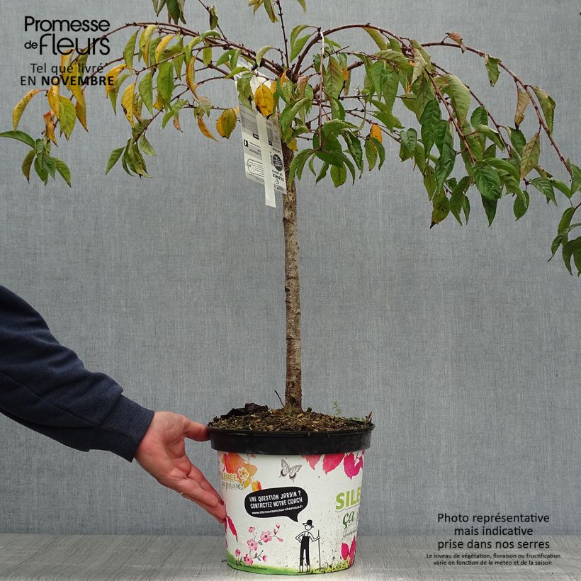 Exemplar von Cerisier à fleurs - Prunus Snow Fountains en pot de 7L Tige 40 cm wie im Herbst geliefert