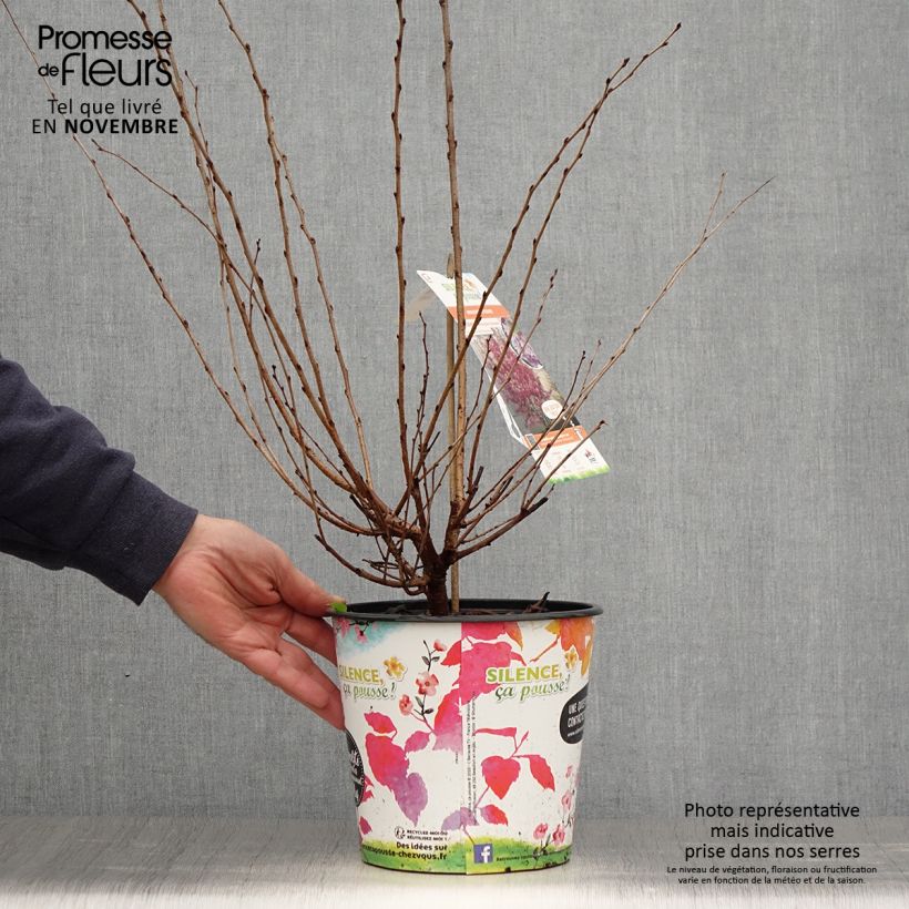 Exemplar von Cerisier à fleurs - Prunus subhirtella Fukubana en pot de 4L/5L wie im Herbst geliefert