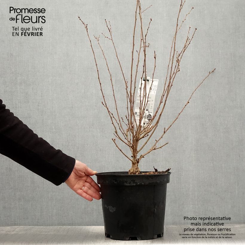 Exemplar von Cerisier à fleurs - Prunus subhirtella Fukubana en pot de 7,5L/10L wie im Winter geliefert