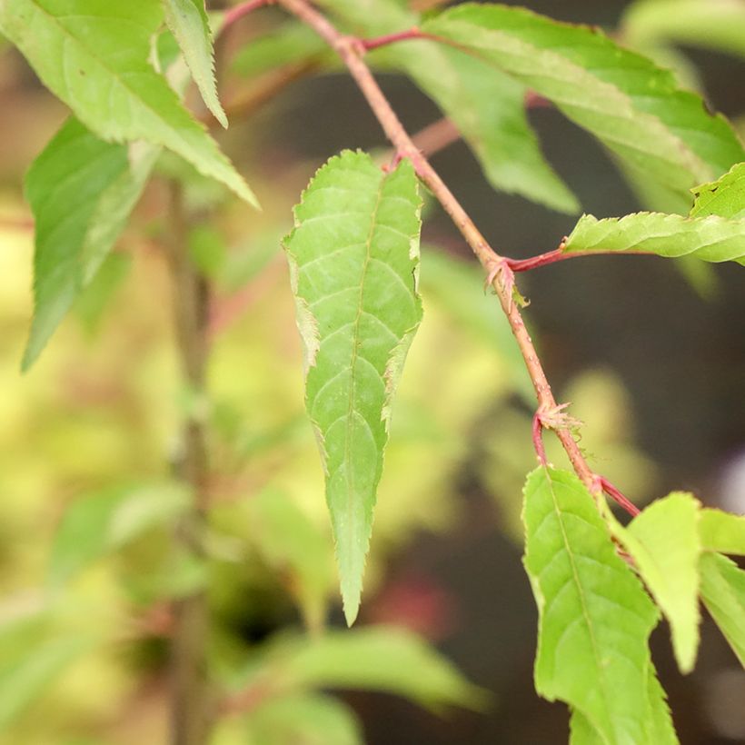 Zierkirsche Pink Cascade - Prunus (Laub)