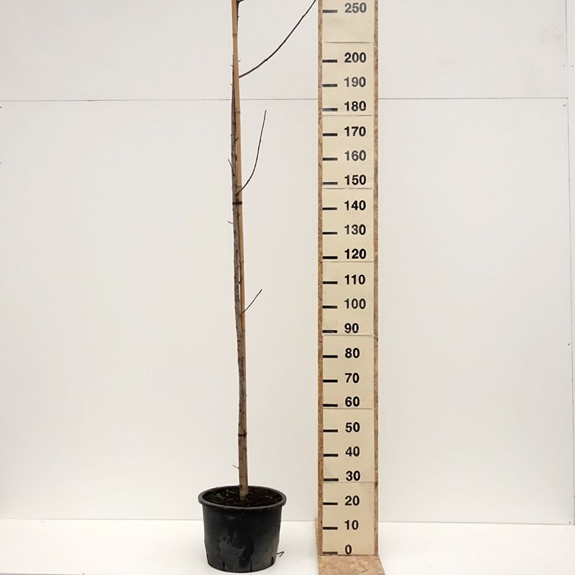 Exemplar von Virginische Traubenkirsche Canada Red - Prunus virginiana Topf mit 20L/25LGelieferte Höhe ca. 380/+cm wie im Winter geliefert