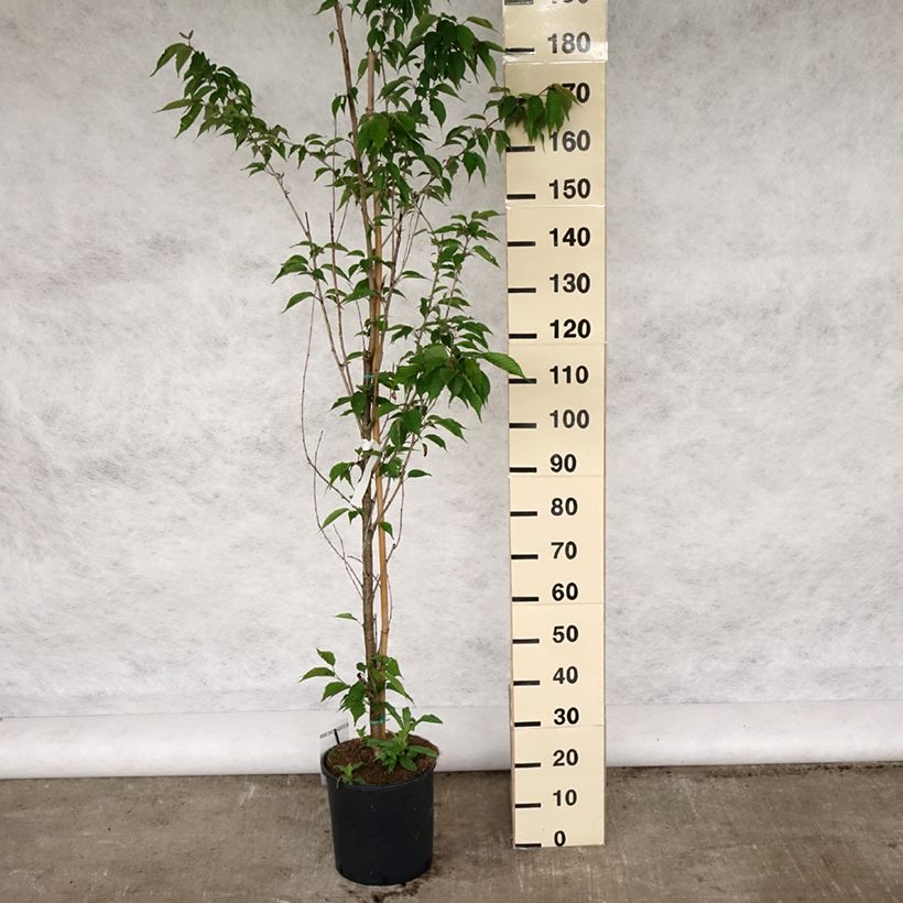 Exemplar von Zierkirsche Sunset Boulevard - Prunus serrulata Topf mit 12L/15LGelieferte Höhe ca. 150+cm wie im Frühjahr geliefert