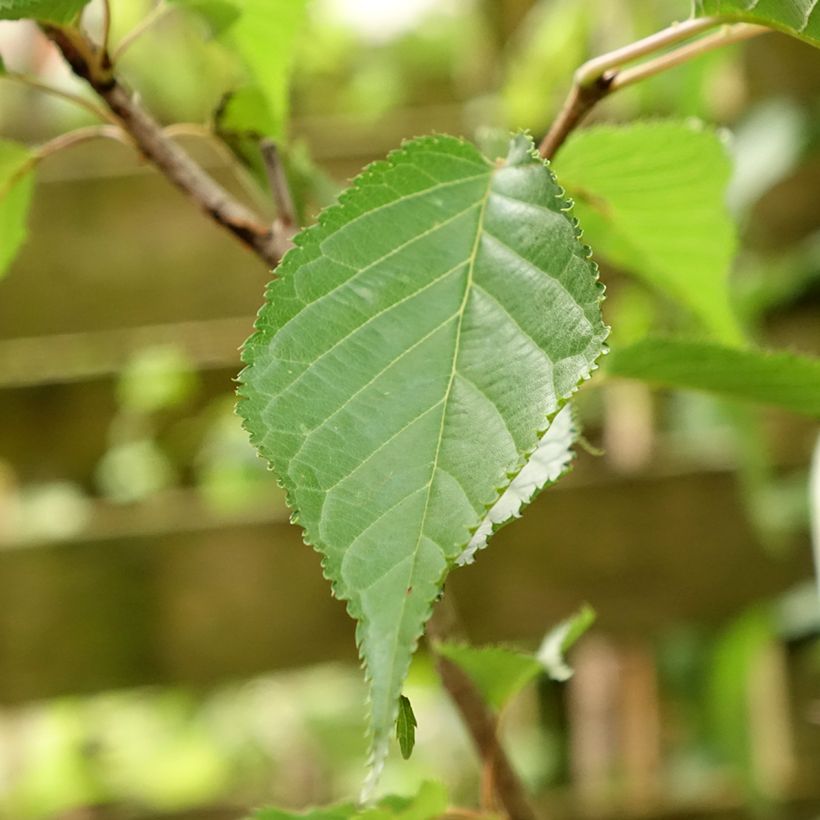 Zierkirsche Sunset Boulevard - Prunus serrulata (Laub)