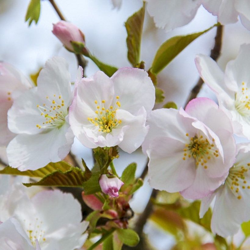 Zierkirsche Sunset Boulevard - Prunus serrulata (Blüte)