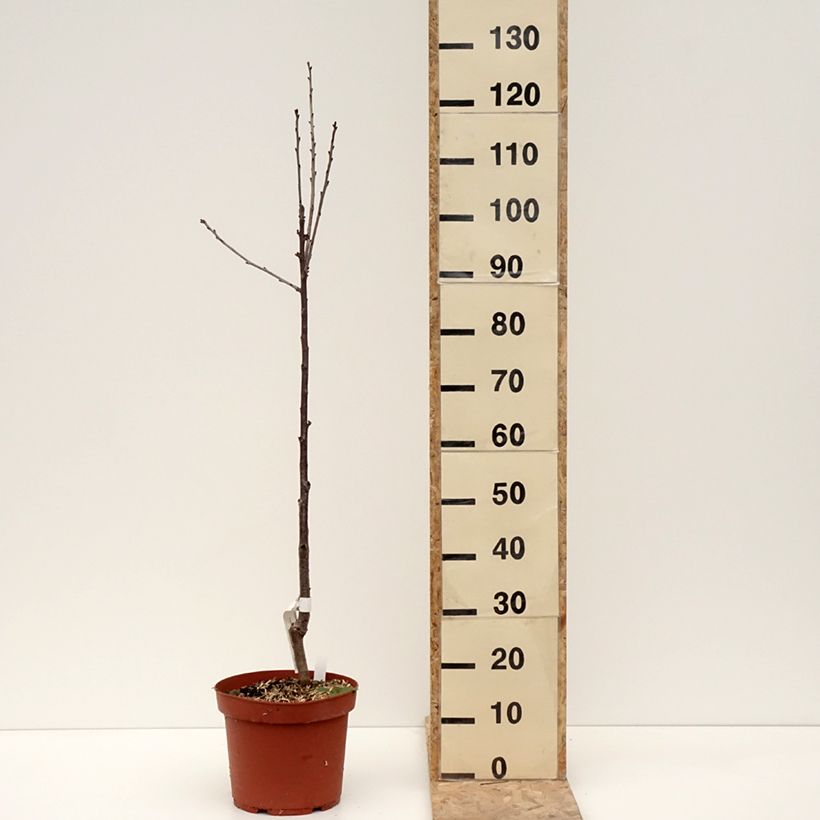 Exemplar von Cerisier Anglaise Hâtive - Prunus cerasus - Pot de 7,5L/10L - 1013 wie im Winter geliefert