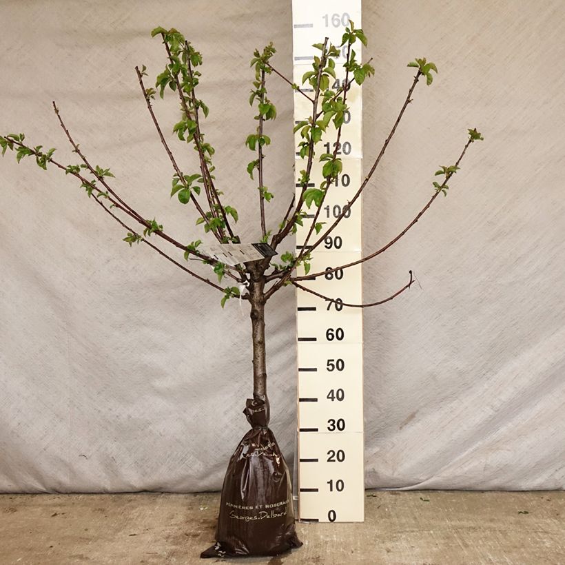 Exemplar von Süßkirsche Bigalise 'enjidel' - Prunus avium Plug "Fertig-zum-Pflanzen", Gobelet-FormGelieferte Höhe ca. 110/+cm wie im Frühjahr geliefert