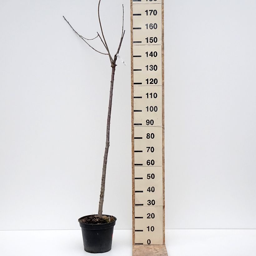 Exemplar von Süßkirsche Bigalise 'enjidel' - Prunus avium Topf mit 7,5L/10L, HalbstammGelieferte Höhe ca. 150/+cm wie im Winter geliefert